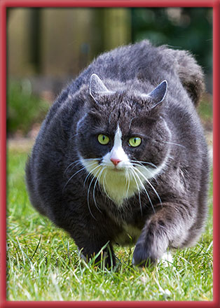 Stoney Brook Veterinary Hospital