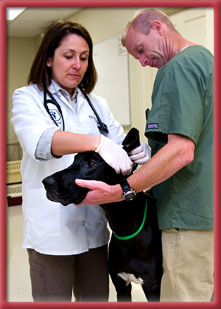 Stoney Brook Veterinary Hospital