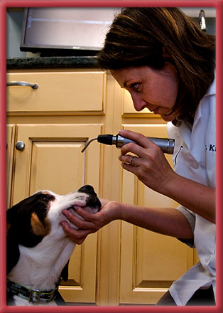 Stoney Brook Veterinary Hospital