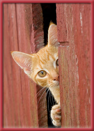 Stoney Brook Veterinary Hospital