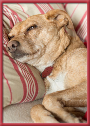 Stoney Brook Veterinary Hospital